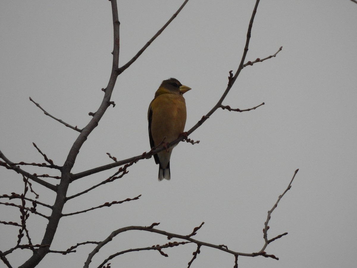 Evening Grosbeak - ML646744563