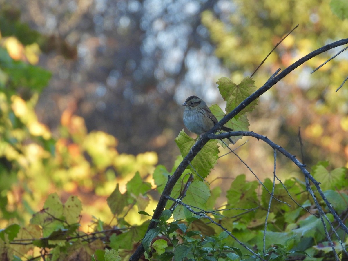 sumpspurv - ML646744564