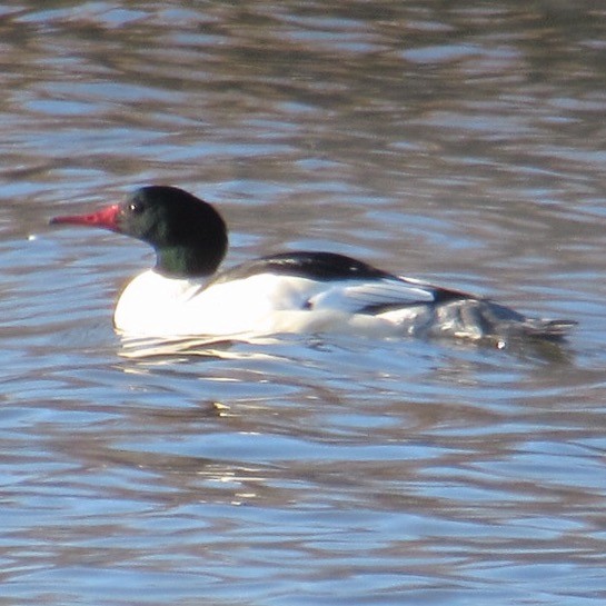 Serreta Grande - ML646744565