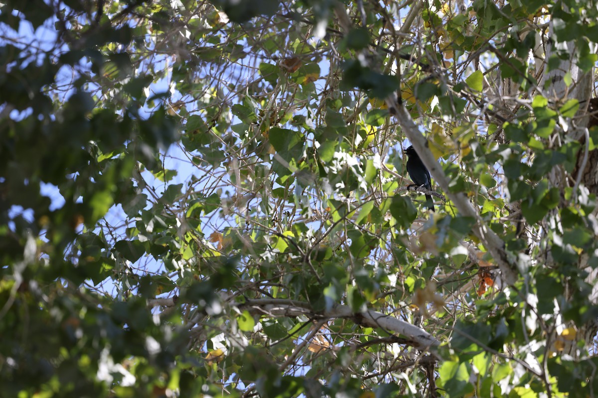 Steller's Jay (Southwest Interior) - ML646744567