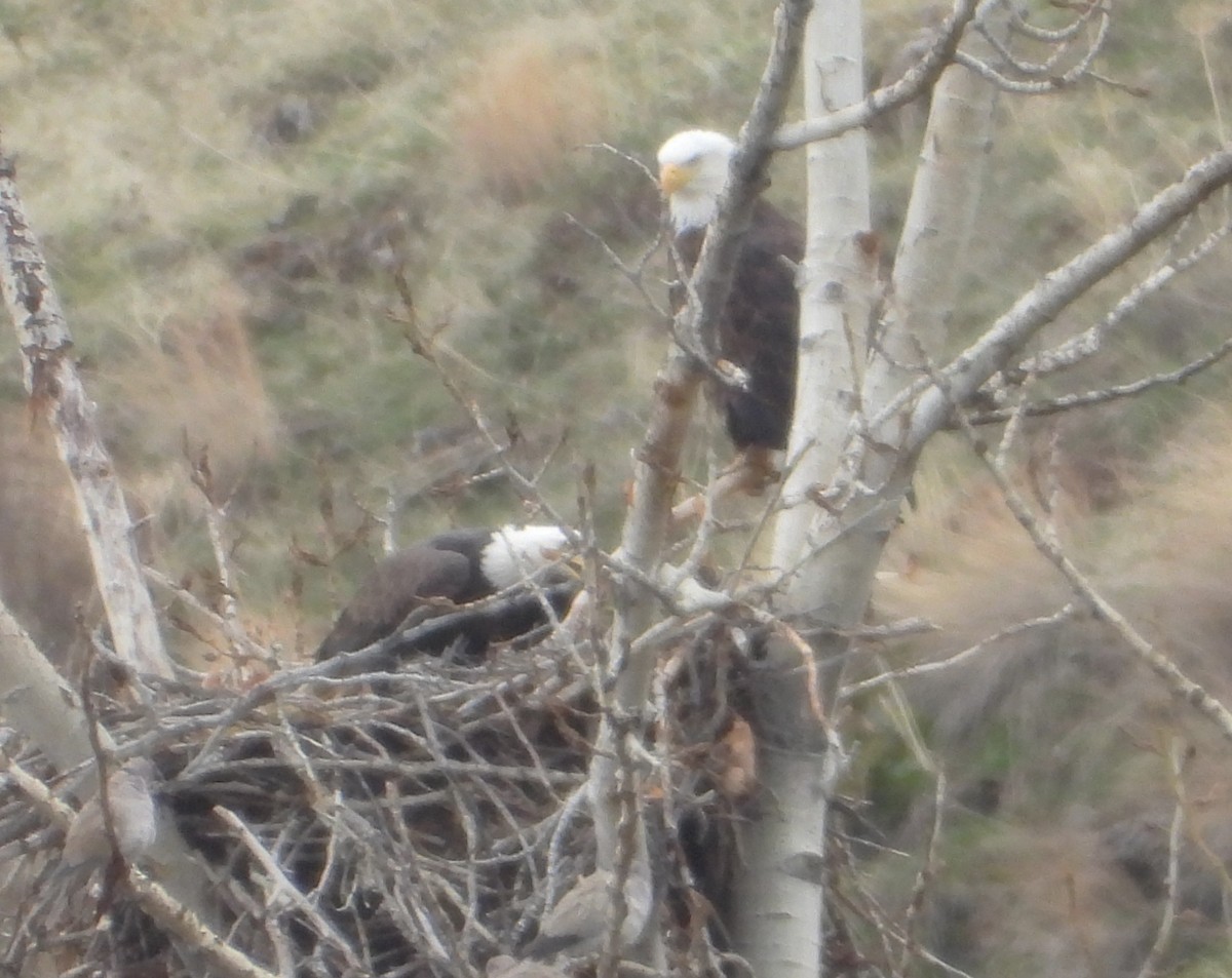 Bald Eagle - ML646744568