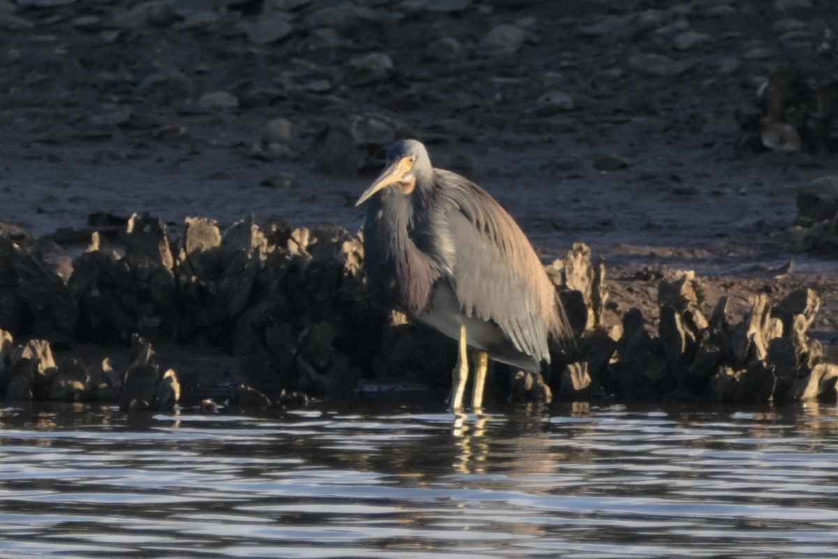 volavka tříbarvá - ML646744569