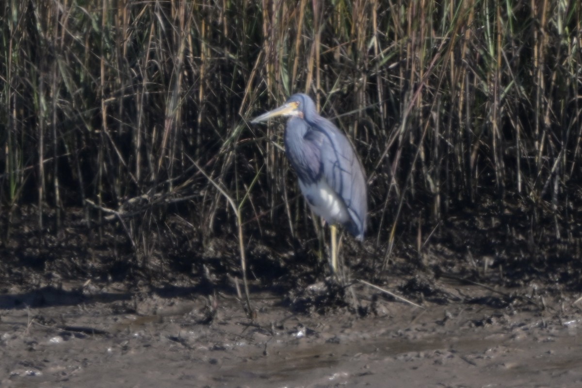 volavka tříbarvá - ML646744570