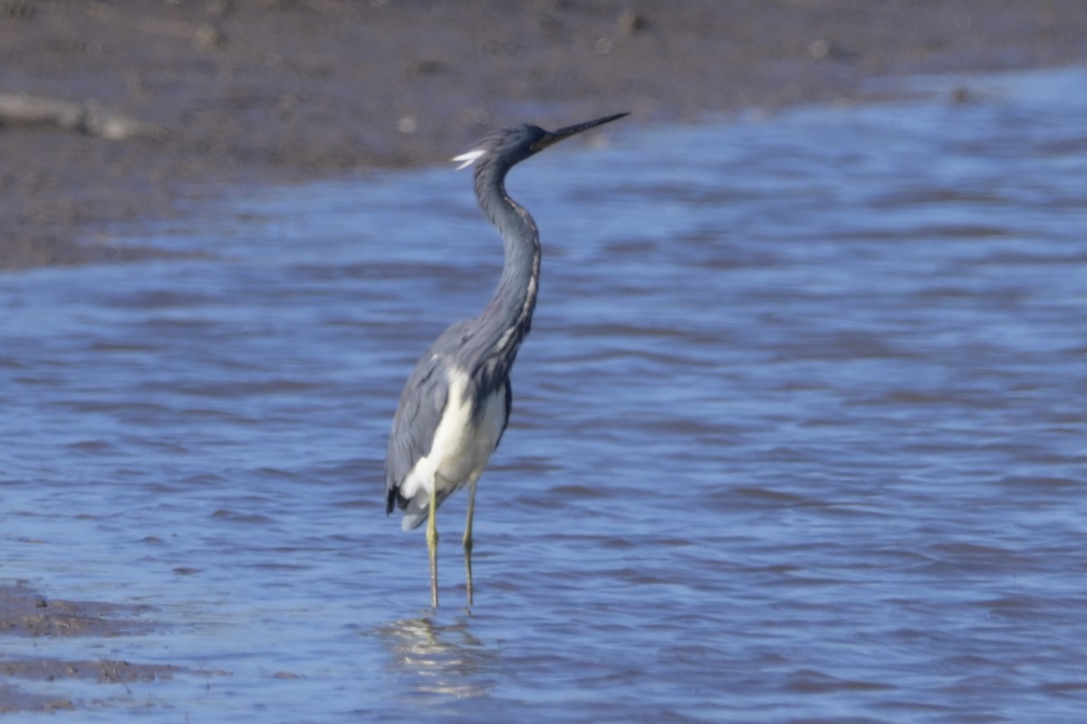 volavka tříbarvá - ML646744571