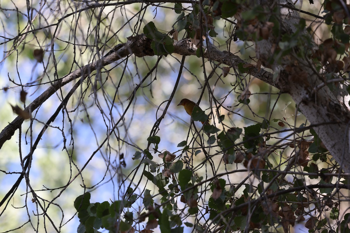 Алая пиранга - ML646744572