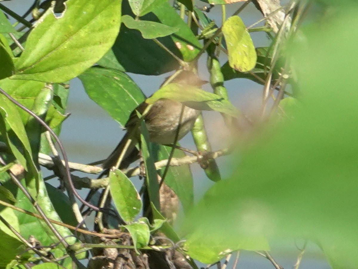 Dusky Warbler - ML646744574