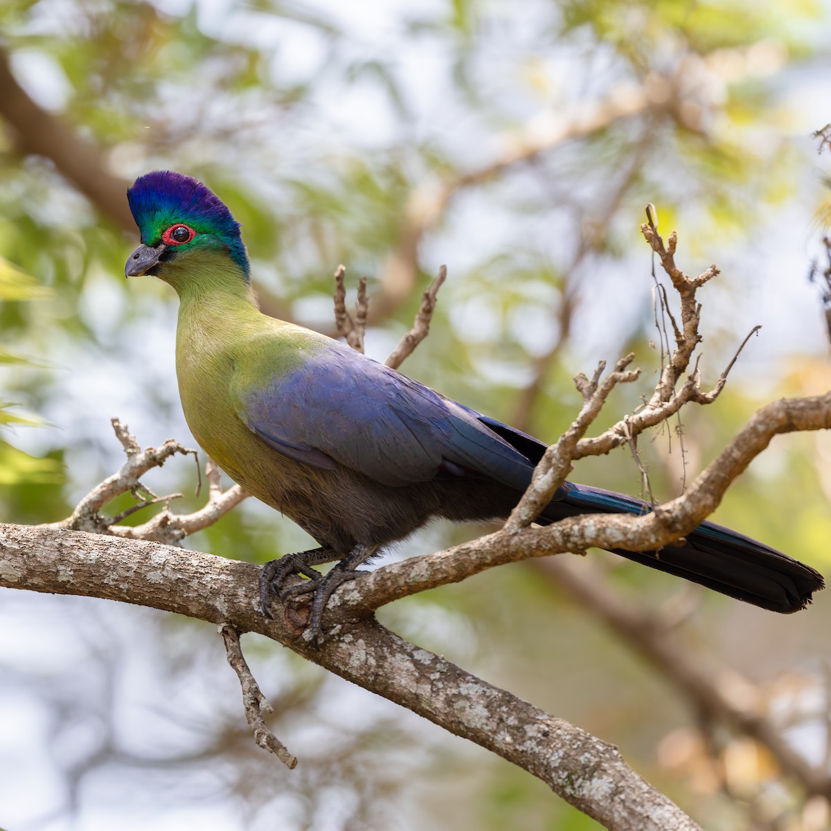 טורקו סגול-ציצית - ML646744576