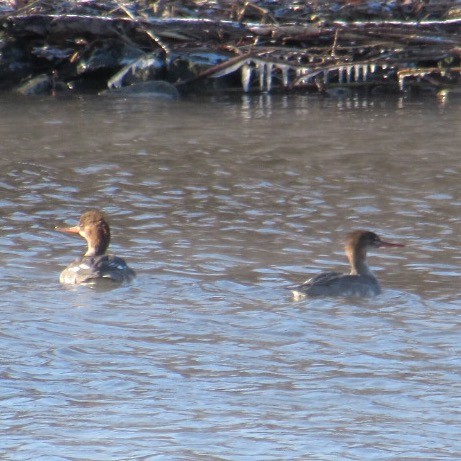 Serreta Mediana - ML646744581