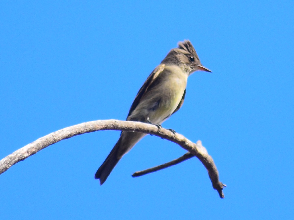Western Wood-Pewee - ML646744582