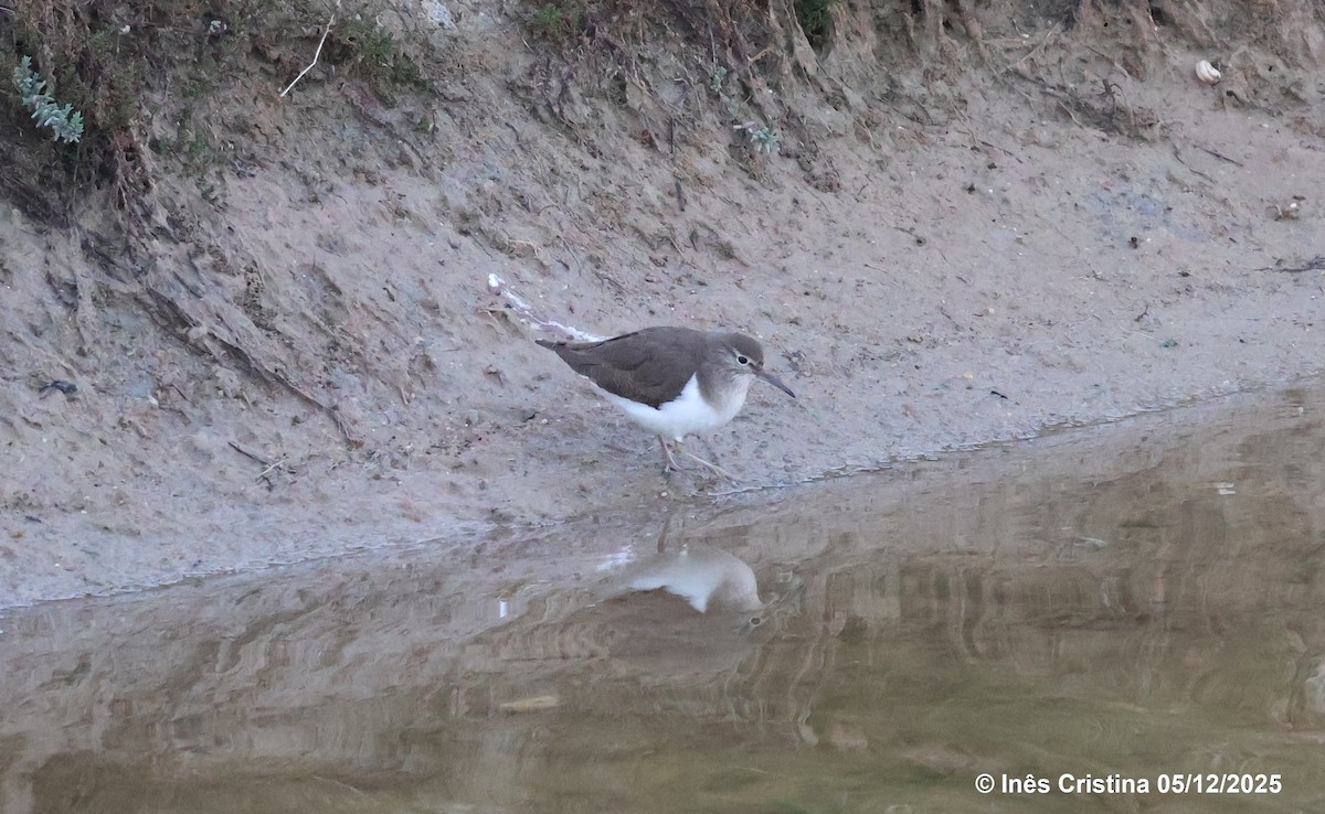Common Sandpiper - ML646744584