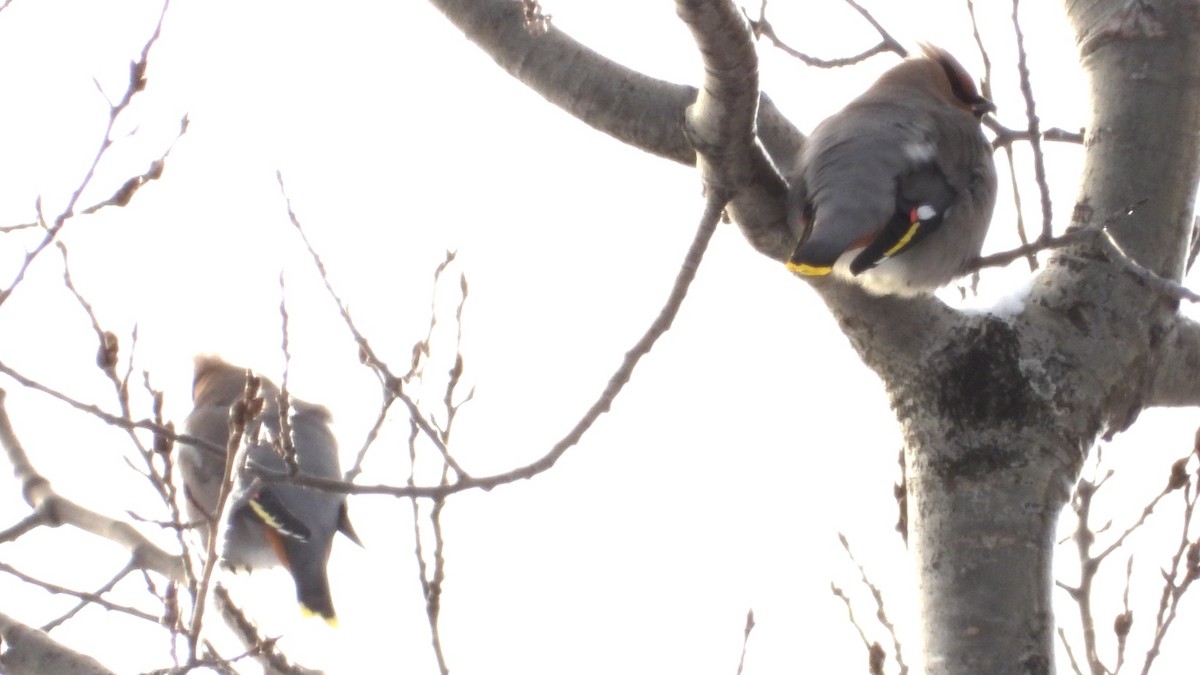 キレンジャク - ML646744589