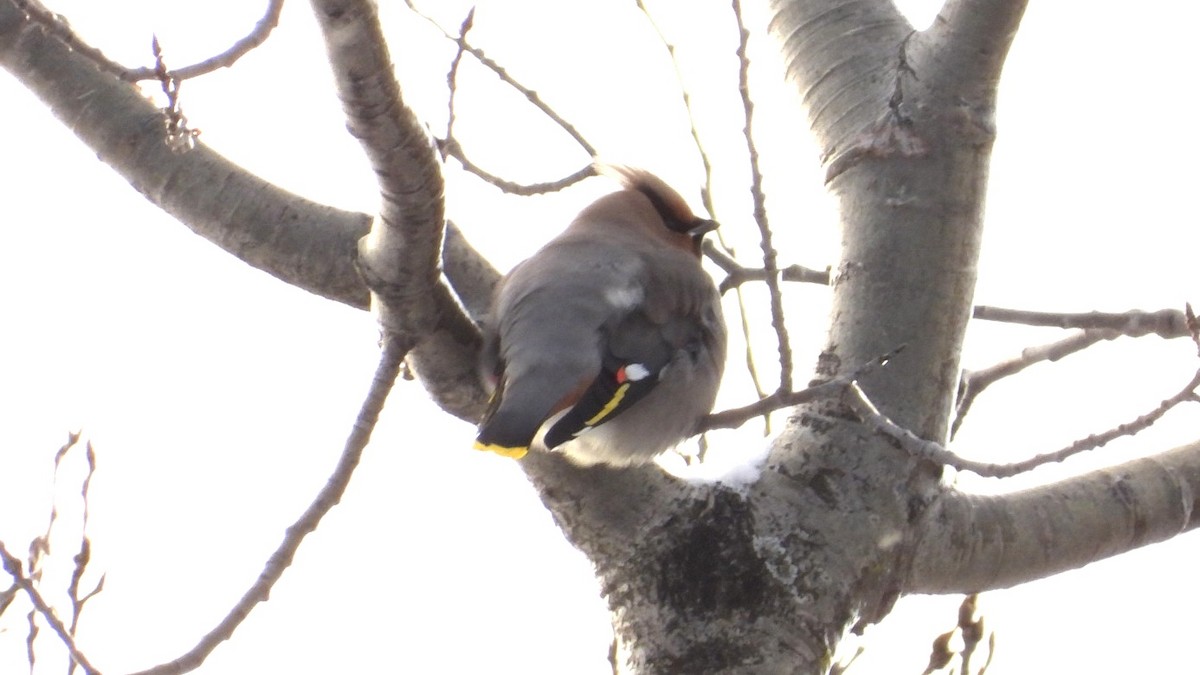 キレンジャク - ML646744590