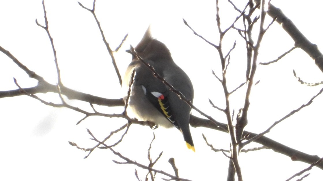 キレンジャク - ML646744591