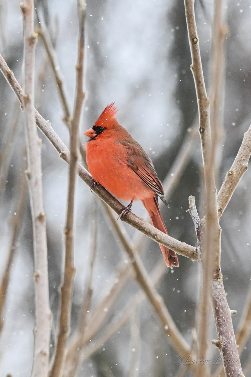קרדינל צפוני - ML646744592