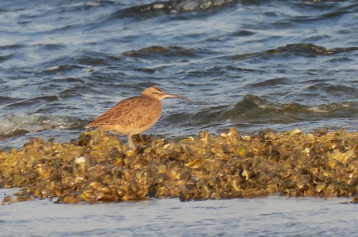 חרמשון אמריקאי - ML646744593