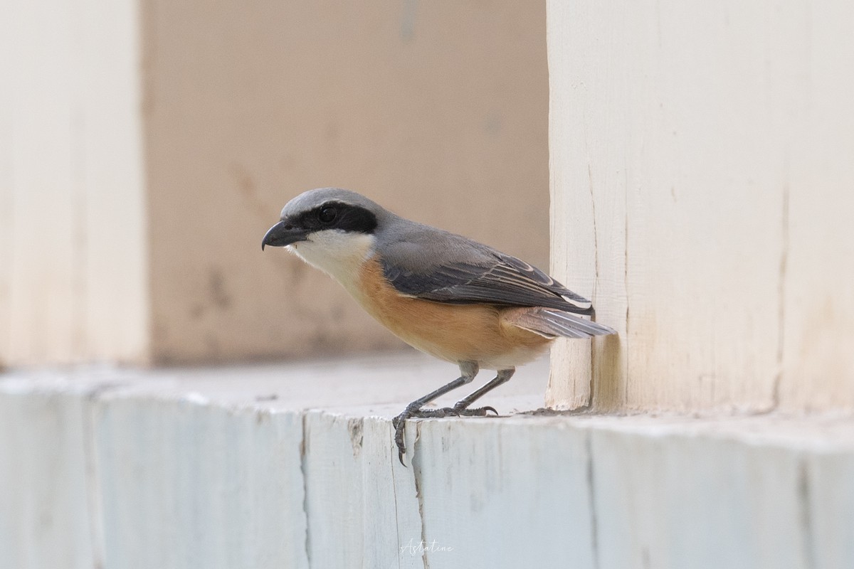 Тибетский сорокопут - ML646744594