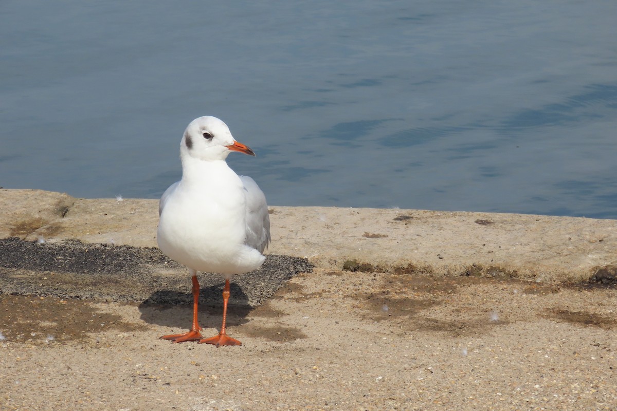 Black-headed Gull - ML646744596