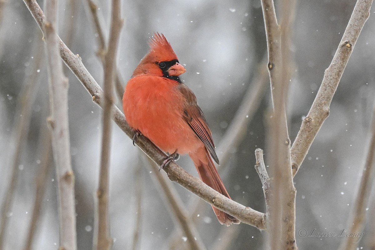 קרדינל צפוני - ML646744597