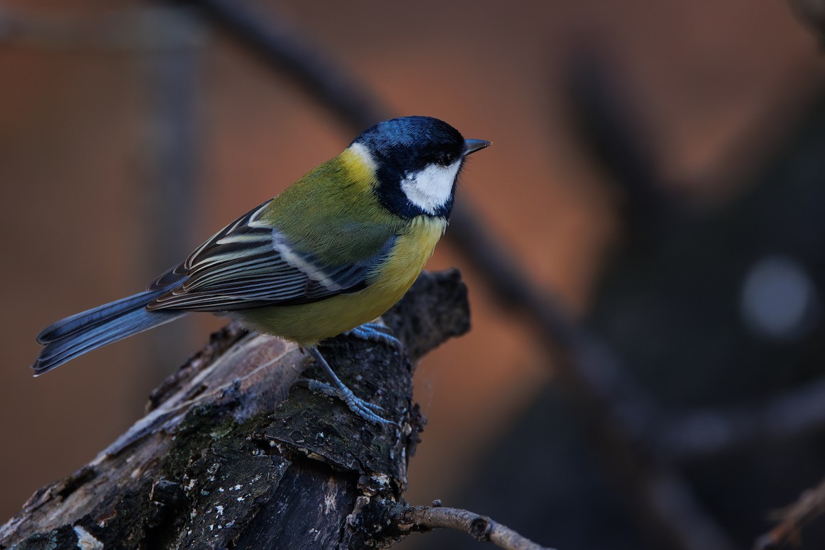 Great Tit - ML646744603