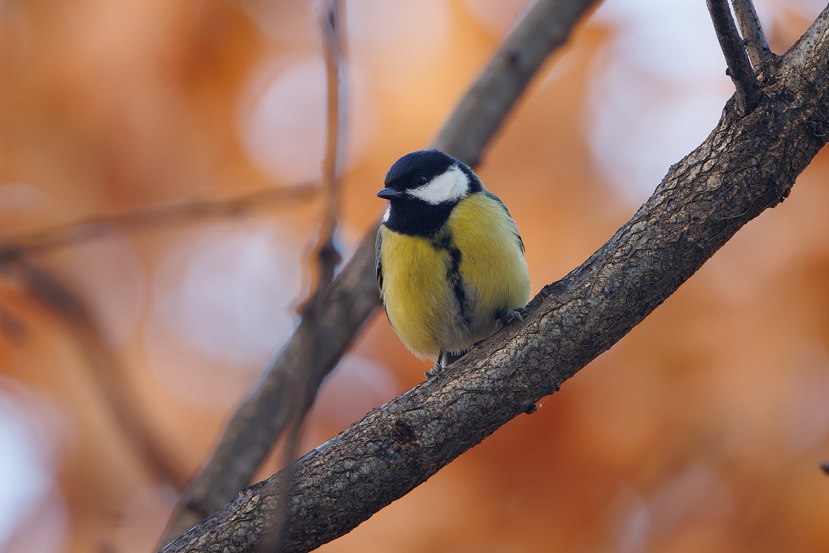 Great Tit - ML646744604