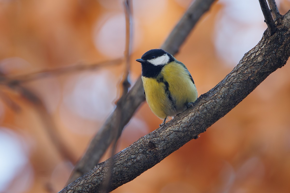Great Tit - ML646744605