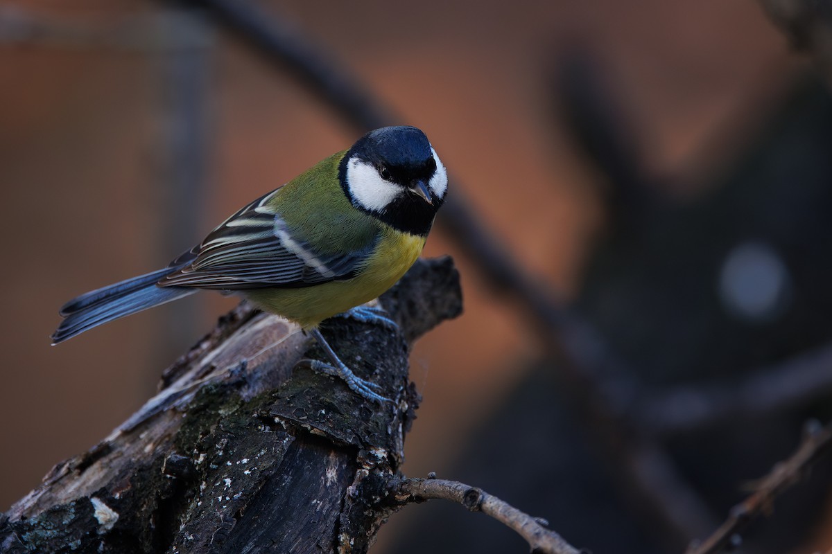 Great Tit - ML646744606