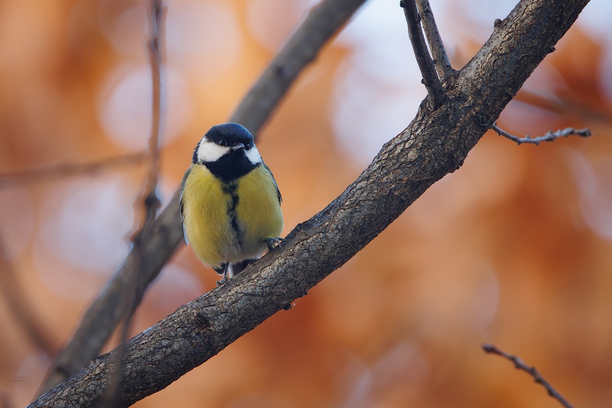 Great Tit - ML646744607