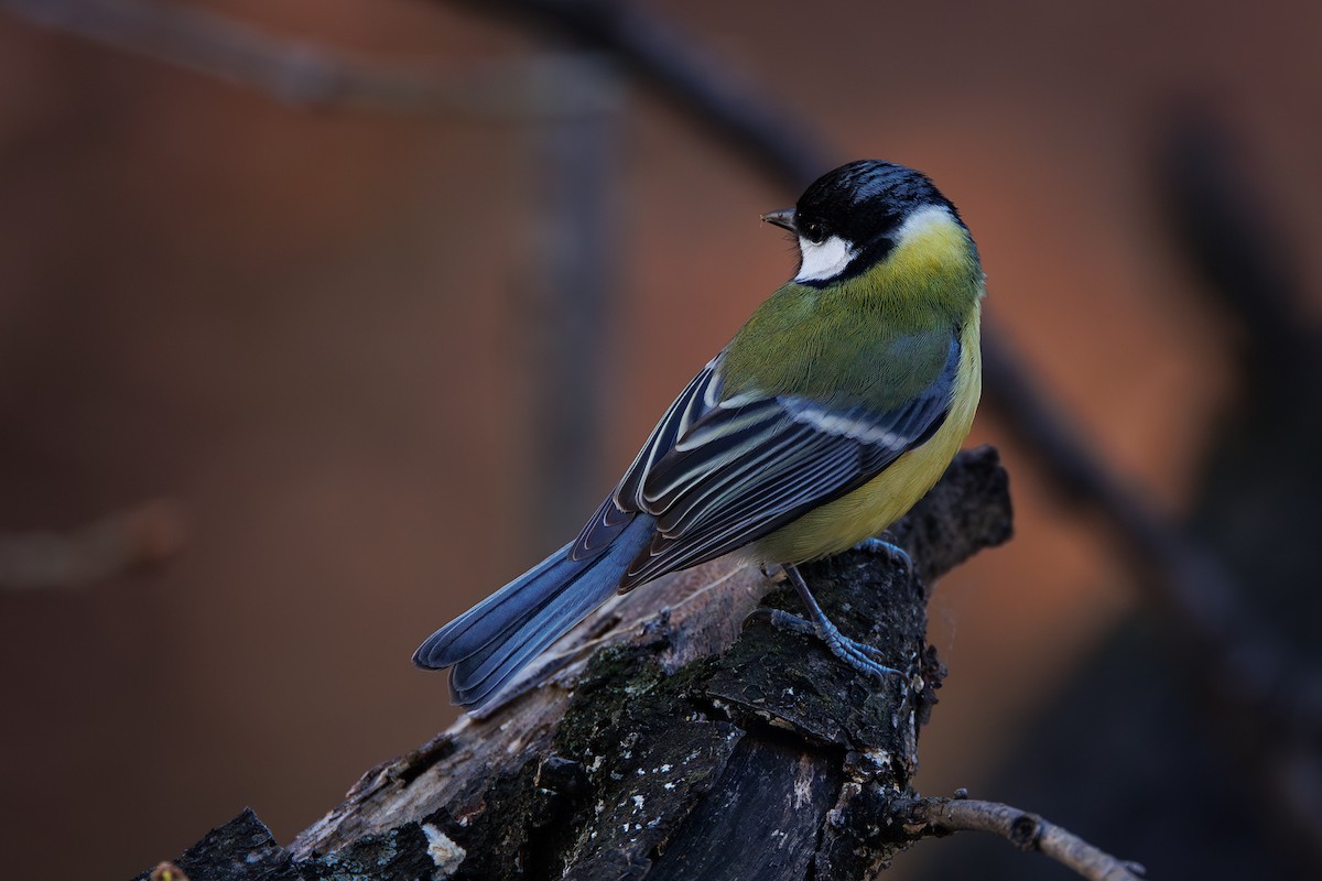 Great Tit - ML646744608