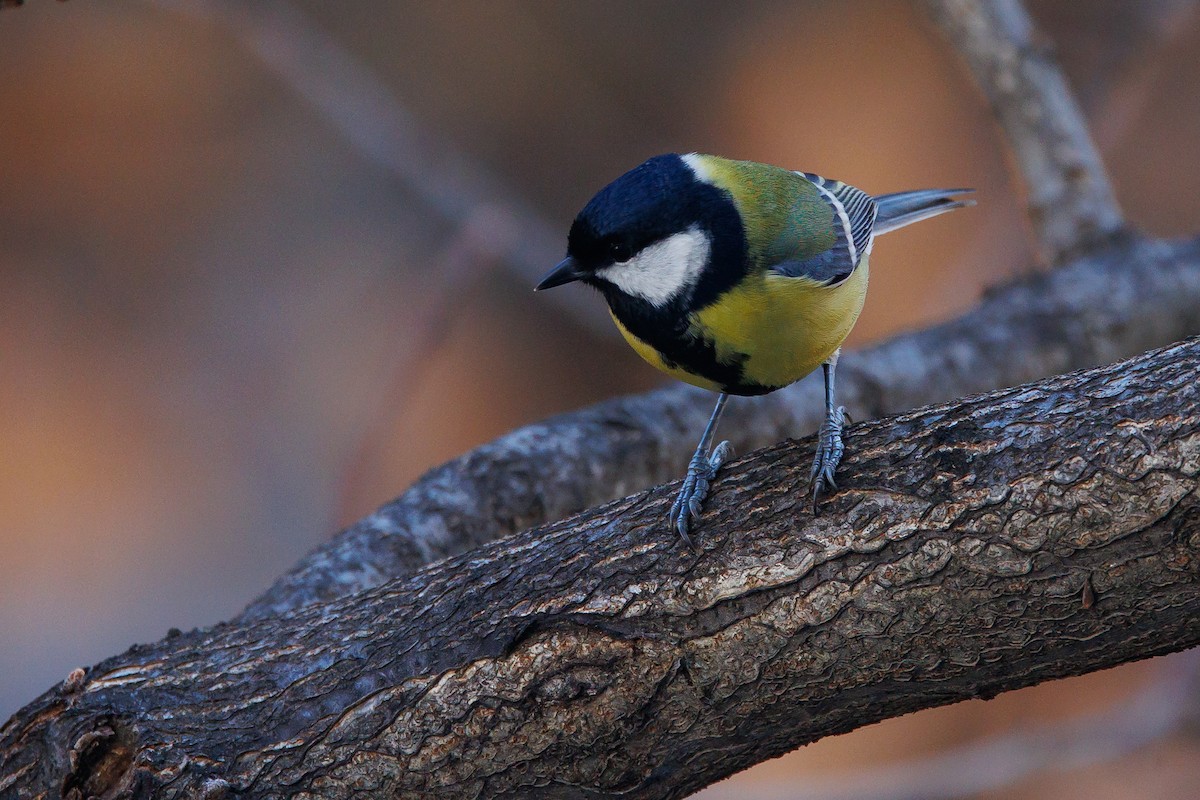 Great Tit - ML646744609