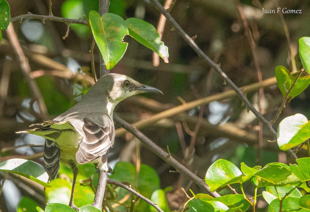 Tropical Mockingbird - ML646744610