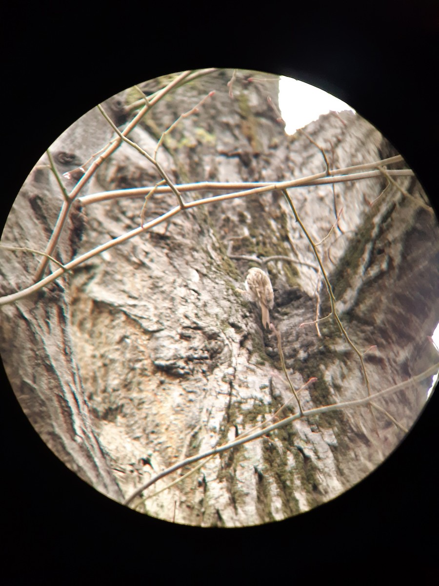 Gerri-txori arrunta - ML646744613