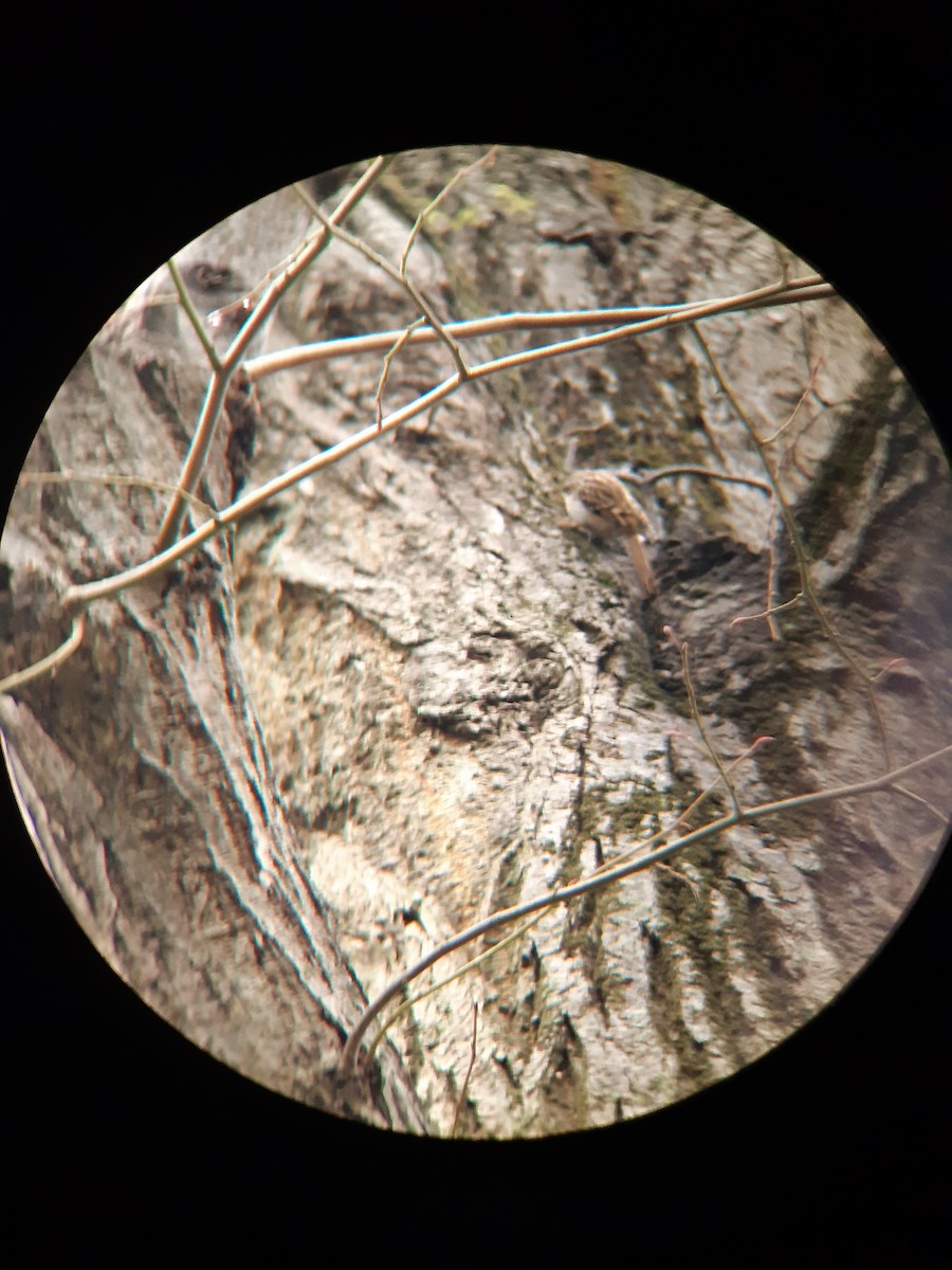 Gerri-txori arrunta - ML646744614