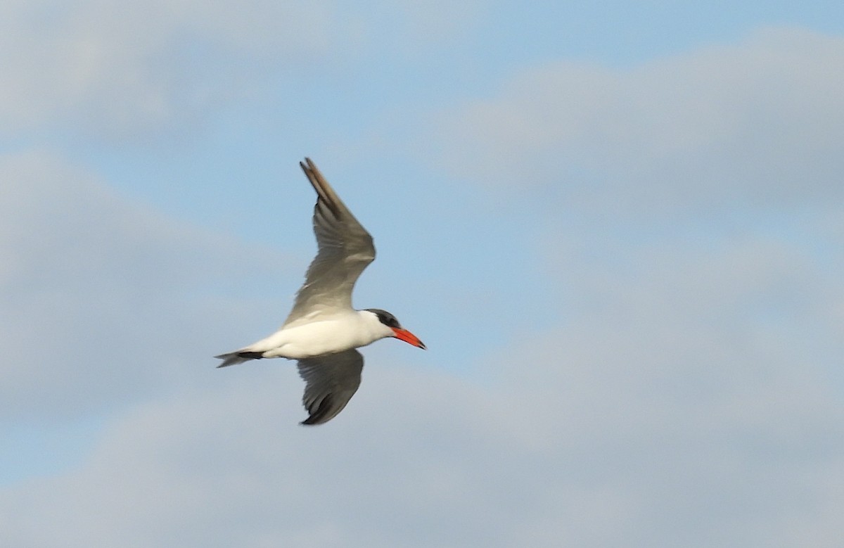 שחפית כספית - ML646744615