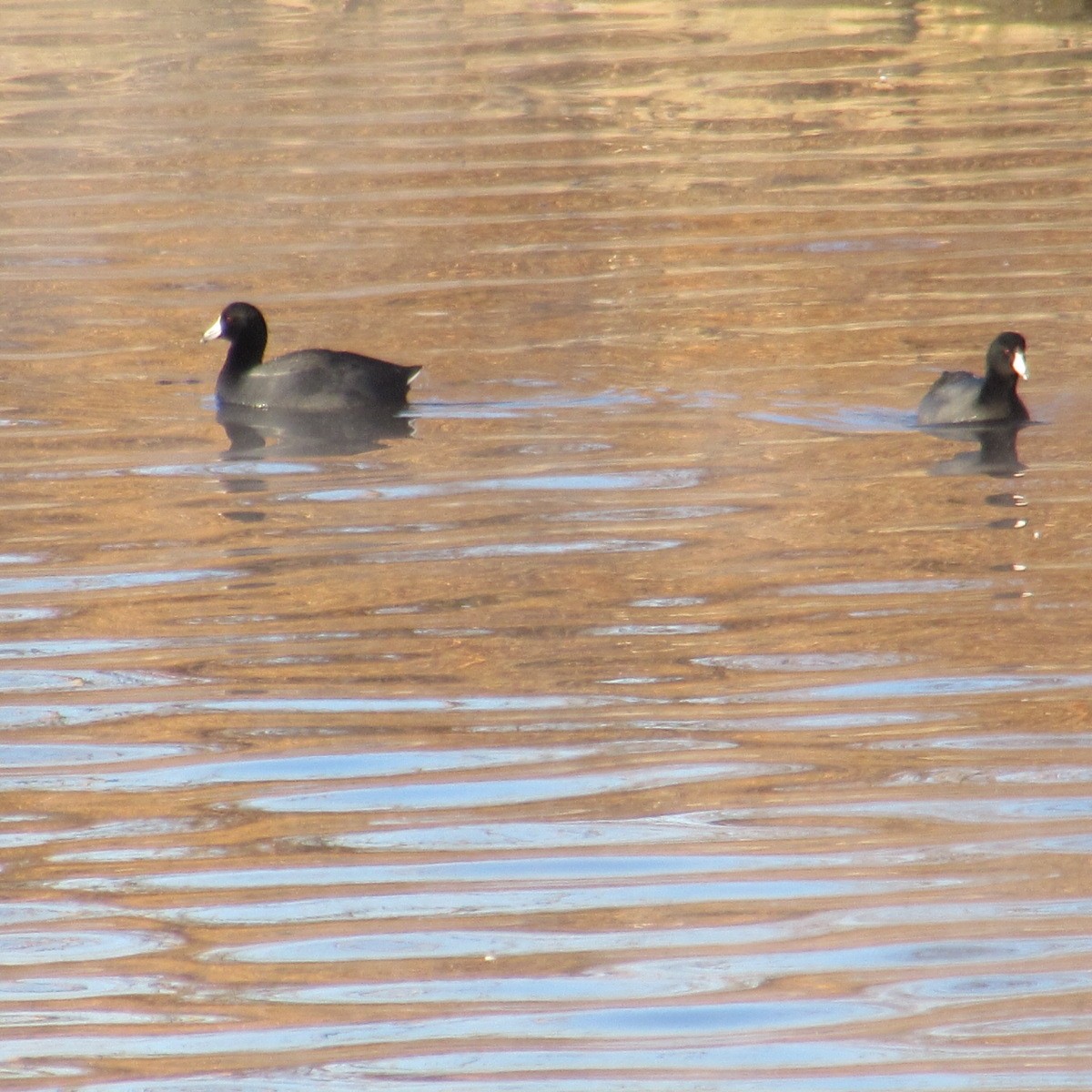 Focha Americana - ML646744616