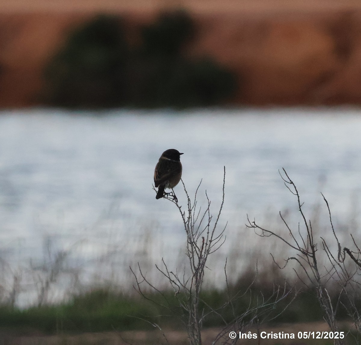 European Stonechat - ML646744618