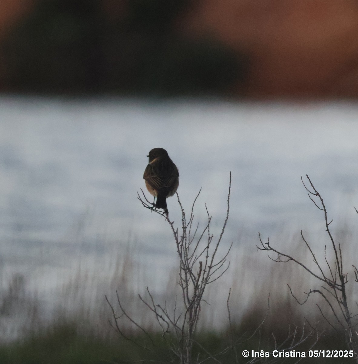 European Stonechat - ML646744619