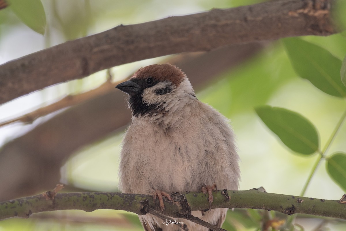 pilfink - ML646744621