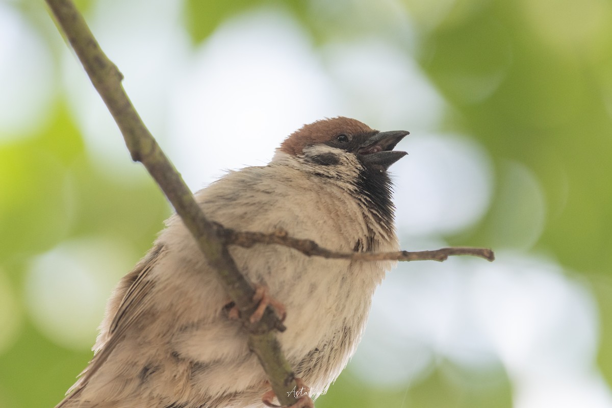 pilfink - ML646744622