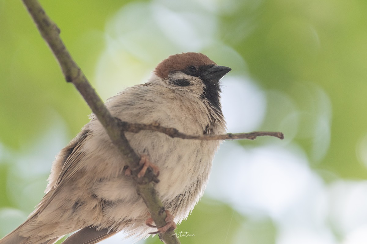 pilfink - ML646744623