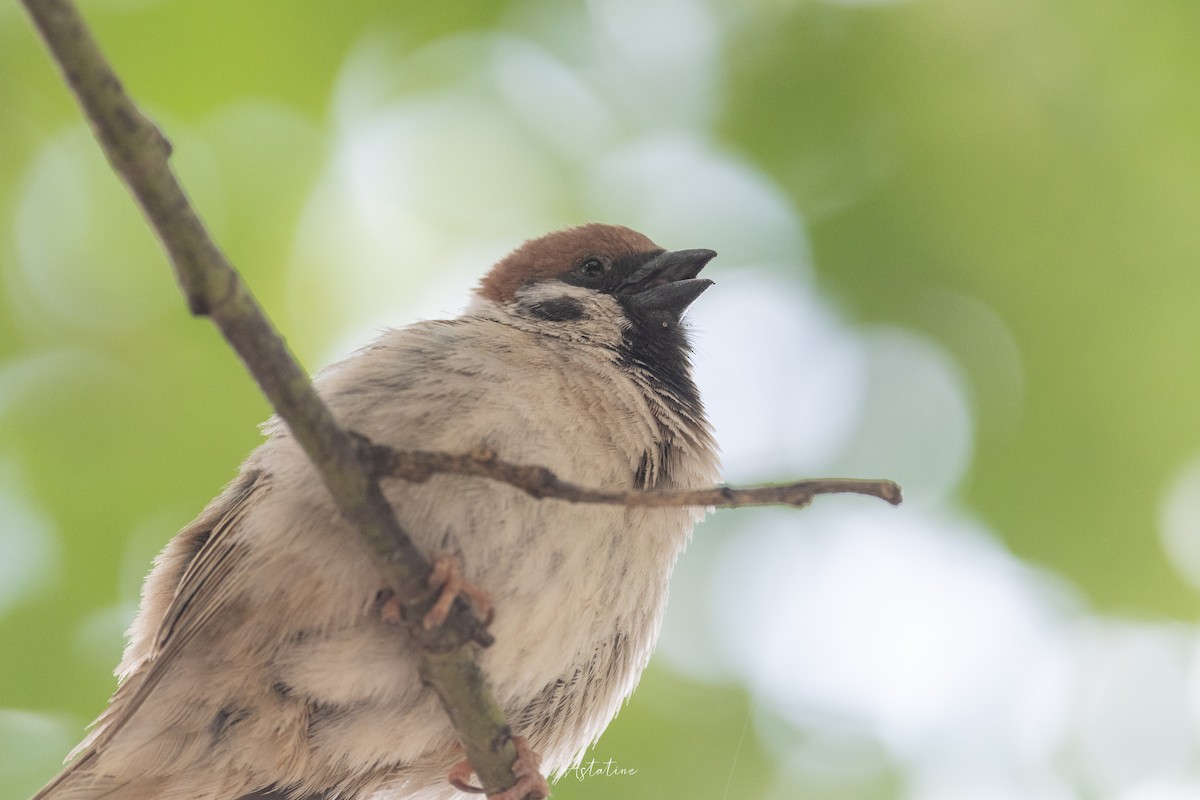 pilfink - ML646744624