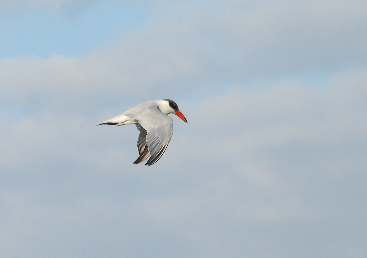 שחפית כספית - ML646744625