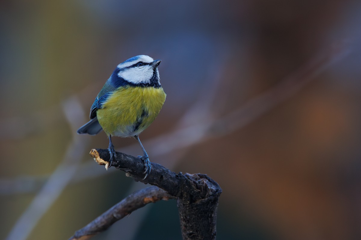Eurasian Blue Tit - ML646744626