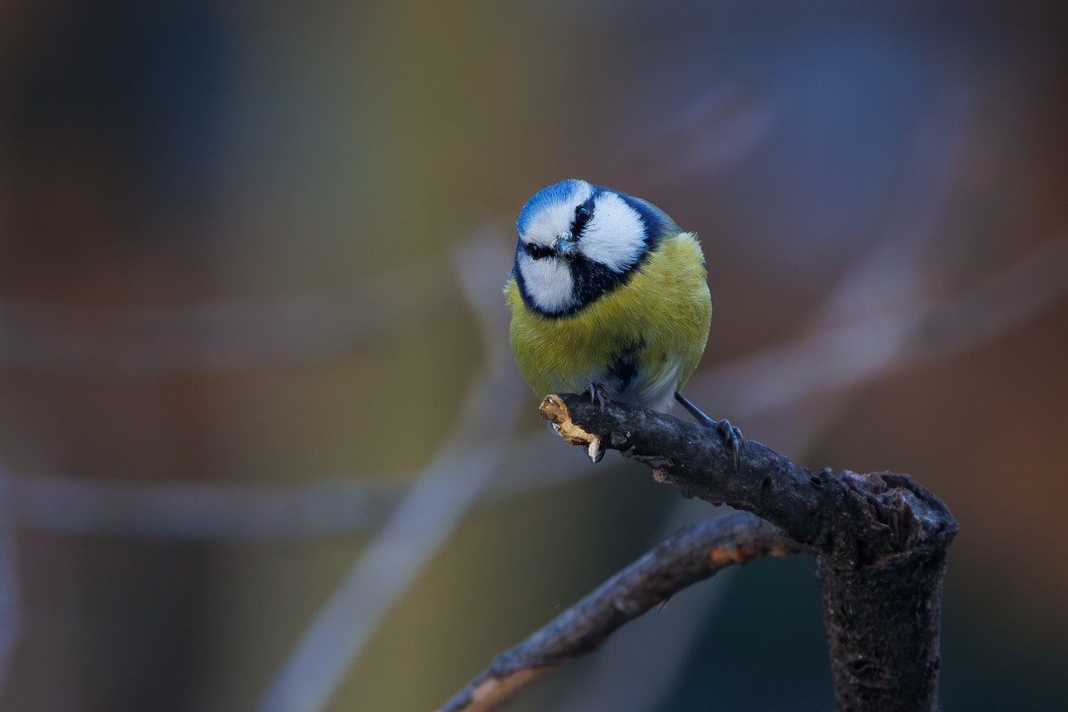 Eurasian Blue Tit - ML646744627