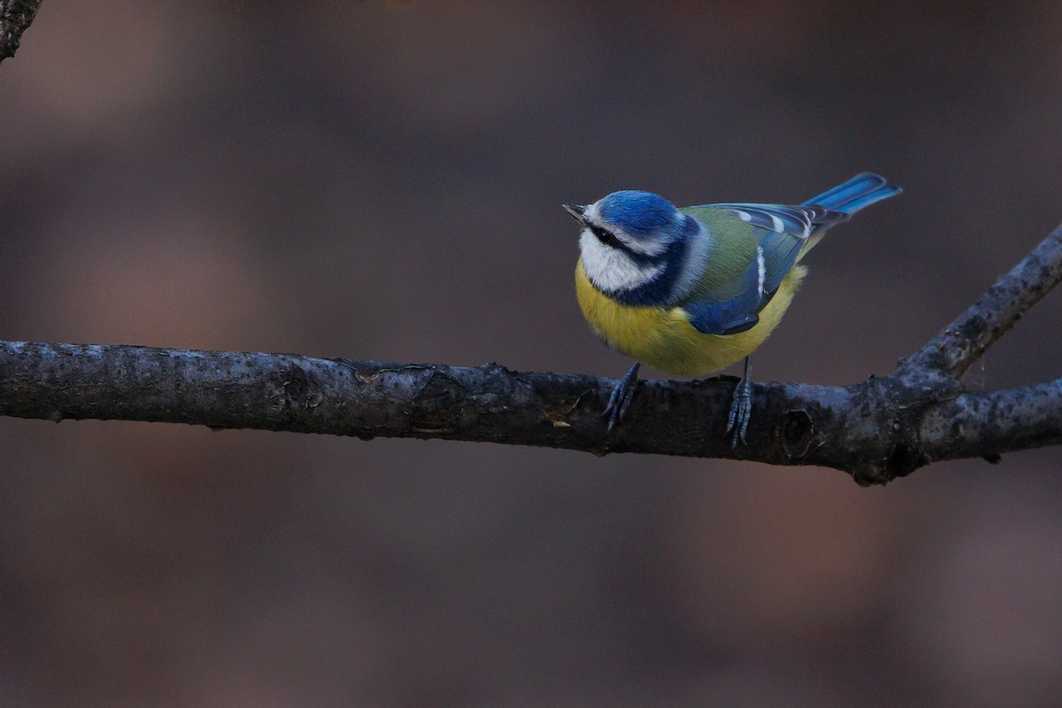 Eurasian Blue Tit - ML646744628