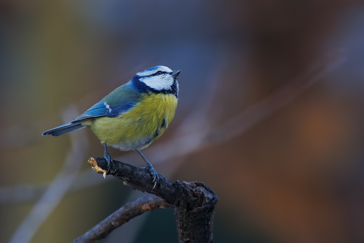 Eurasian Blue Tit - ML646744629