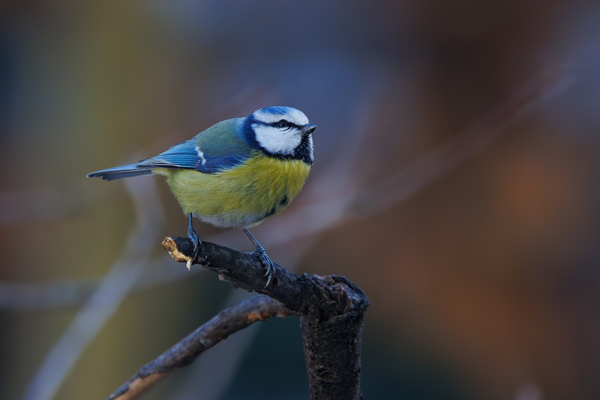Eurasian Blue Tit - ML646744630
