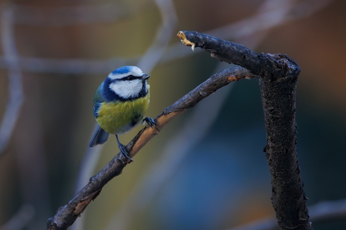 Eurasian Blue Tit - ML646744631