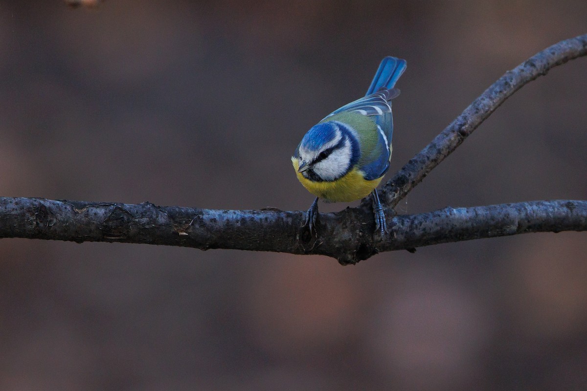 Eurasian Blue Tit - ML646744632