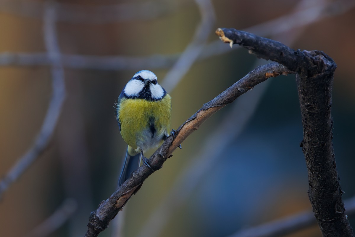 Eurasian Blue Tit - ML646744633