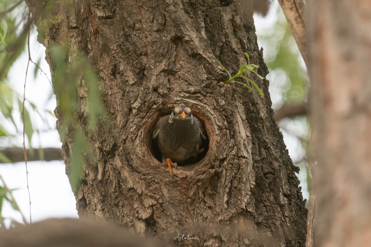 sotstær - ML646744634